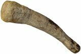 Hadrosaur (Edmontosaurus) Metacarpal (IV) - Wyoming #232753-2